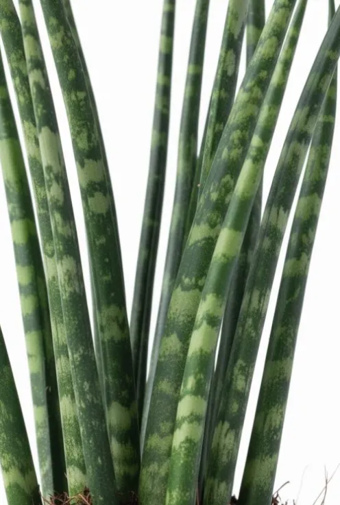 Sansevieria Fernwood Mikado - Vrouwentong