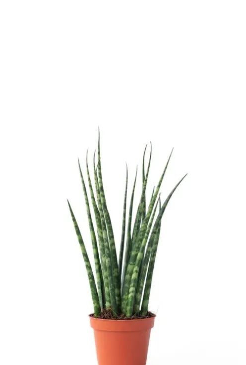 Sansevieria Fernwood Mikado - Vrouwentong
