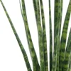 Sansevieria Fernwood Mikado - Vrouwentong