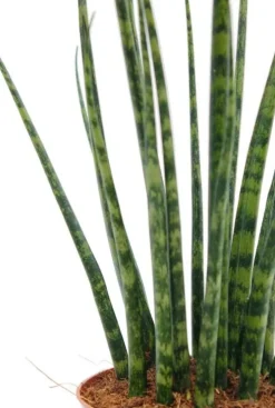 Sansevieria Fernwood Mikado - Vrouwentong