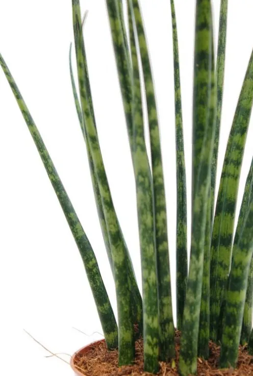 Sansevieria Fernwood Mikado - Vrouwentong