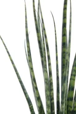 Sansevieria Fernwood Mikado - Vrouwentong