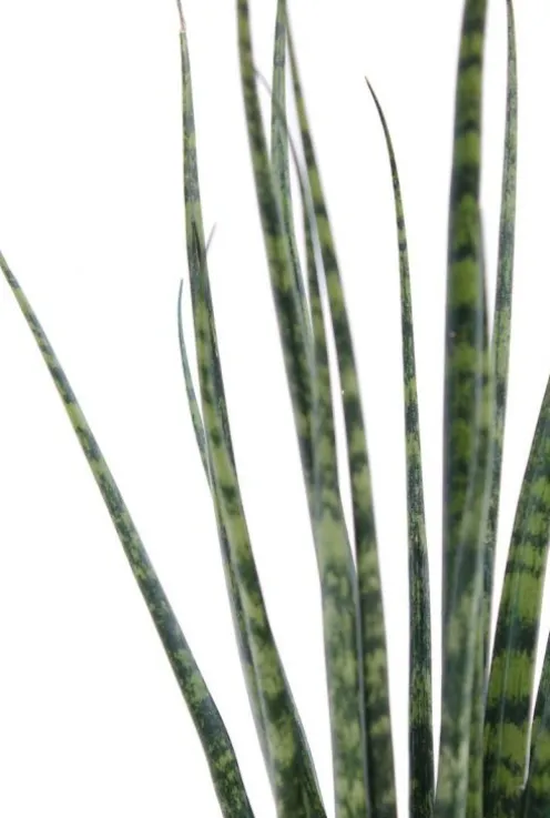 Sansevieria Fernwood Mikado - Vrouwentong