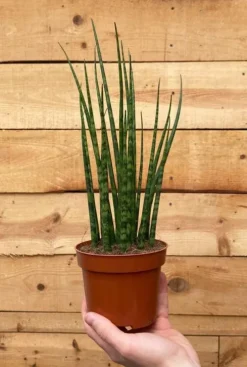 Sansevieria Fernwood Mikado - Vrouwentong