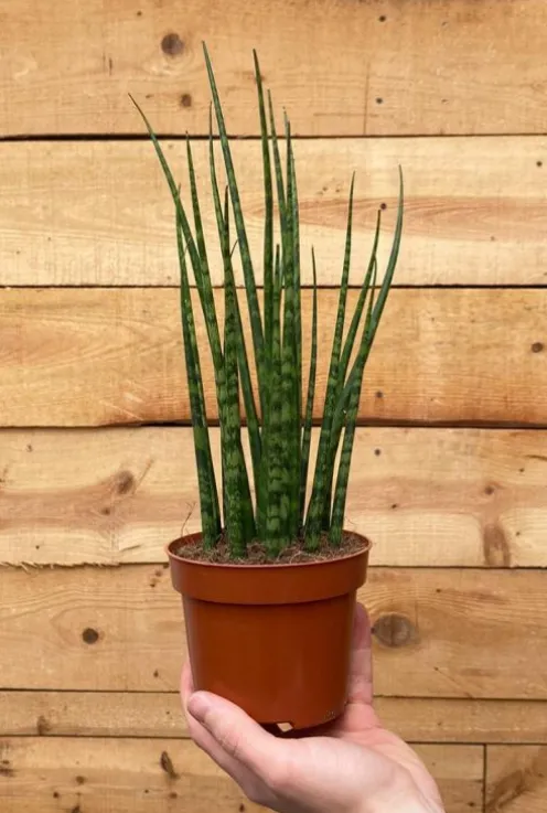 Sansevieria Fernwood Mikado - Vrouwentong