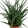 Sansevieria Fernwood Punk - Vrouwentong