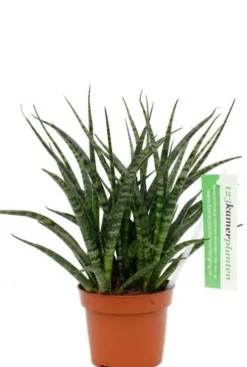 Sansevieria Fernwood Punk - Vrouwentong
