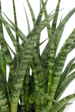 Sansevieria Fernwood Punk - Vrouwentong