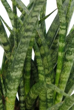 Sansevieria Fernwood Punk - Vrouwentong