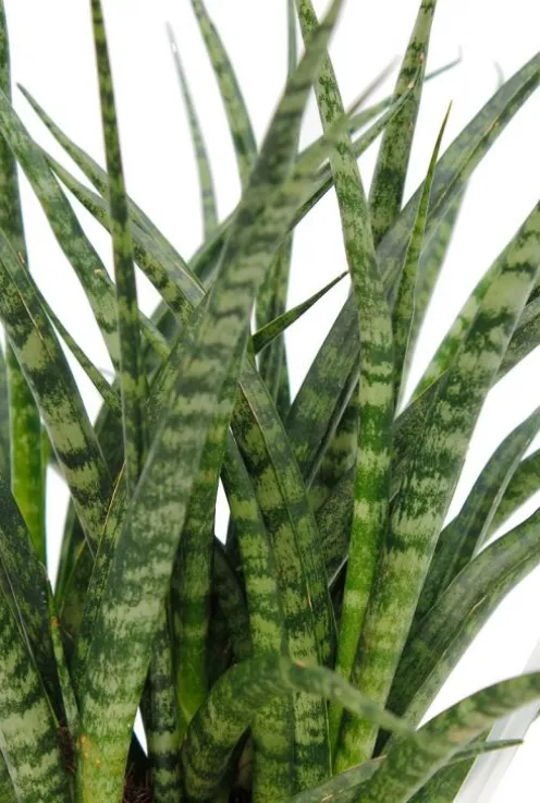 Sansevieria Fernwood - Vrouwentong