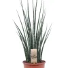 Sansevieria Fernwood - Vrouwentong