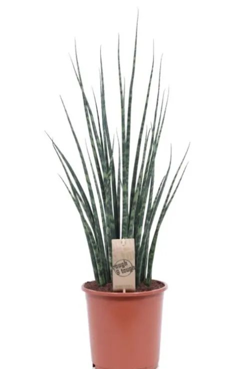Sansevieria Fernwood - Vrouwentong