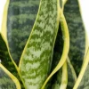 Sansevieria Futura Superba - Vrouwentong