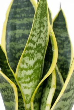 Sansevieria Futura Superba - Vrouwentong