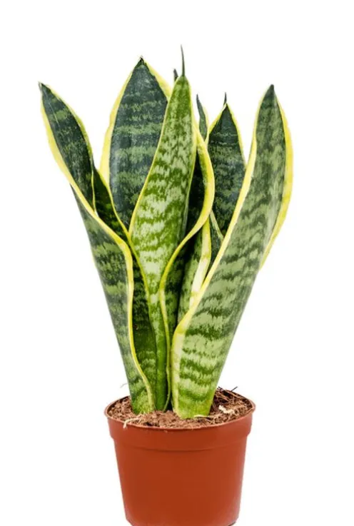 Sansevieria Futura Superba - Vrouwentong