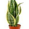 Sansevieria futura superba - Vrouwentong