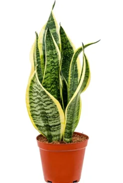 Sansevieria futura superba - Vrouwentong