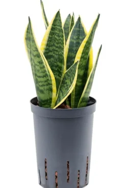 Sansevieria futura superba - Vrouwentong
