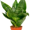 Sansevieria Hahnii - Stekje