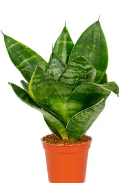 Sansevieria Hahnii - Stekje