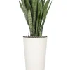 Sansevieria in hoge pot