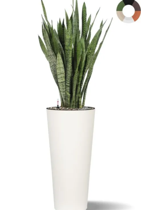 Sansevieria in hoge pot