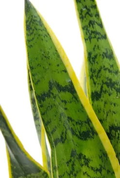 Sansevieria Laurentii - Vrouwentong