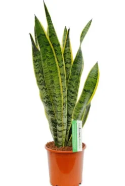 Sansevieria Laurentii - Vrouwentong