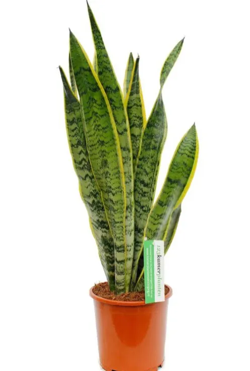 Sansevieria Laurentii - Vrouwentong