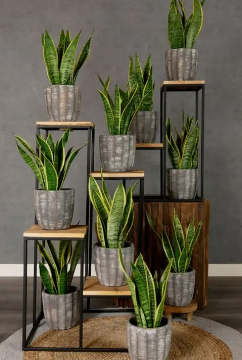 Sansevieria Laurentii - Vrouwentong