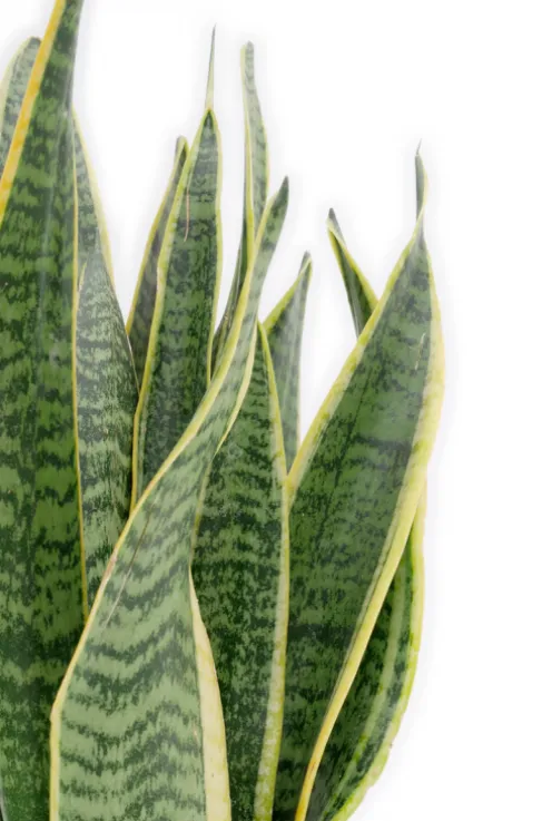 Sansevieria Laurentii - Vrouwentong