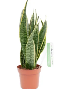 Sansevieria Laurentii - Vrouwentong