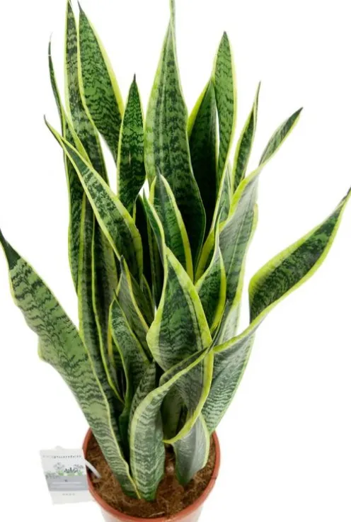 Sansevieria Laurentii - Vrouwentong