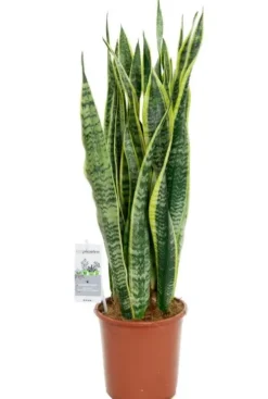 Sansevieria Laurentii - Vrouwentong