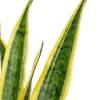 Sansevieria laurentii - Vrouwentong