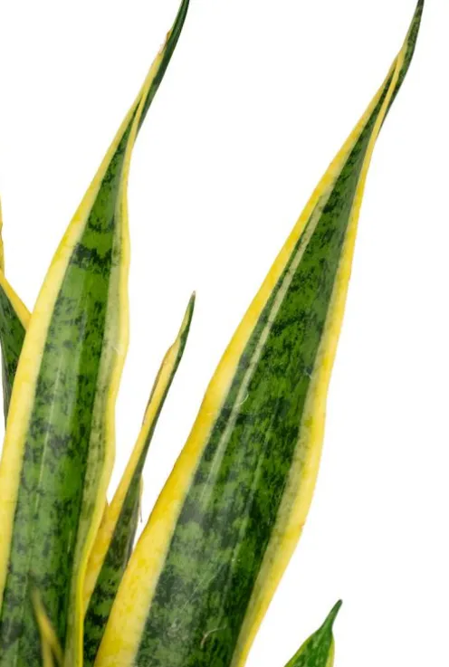 Sansevieria laurentii - Vrouwentong