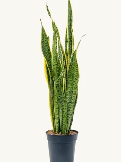 Sansevieria laurentii - Vrouwentong