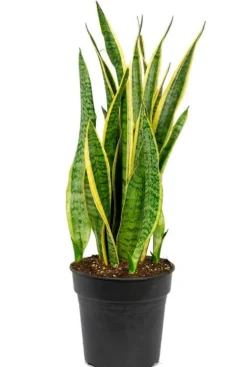 Sansevieria laurentii - Vrouwentong