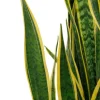 Sansevieria laurentii - Vrouwentong
