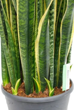 Sansevieria laurentii - Vrouwentong