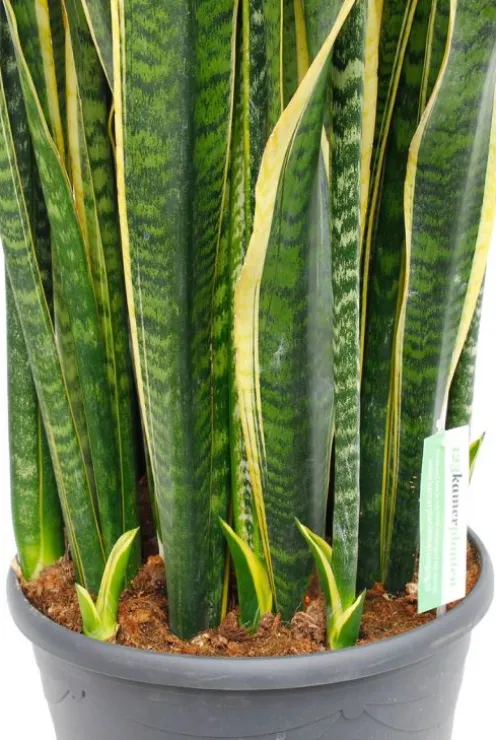 Sansevieria laurentii - Vrouwentong