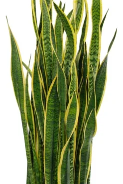 Sansevieria laurentii - Vrouwentong