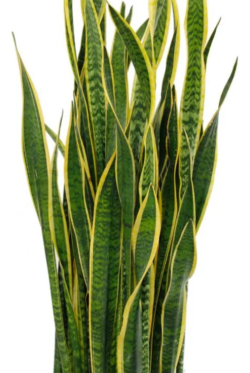 Sansevieria laurentii - Vrouwentong