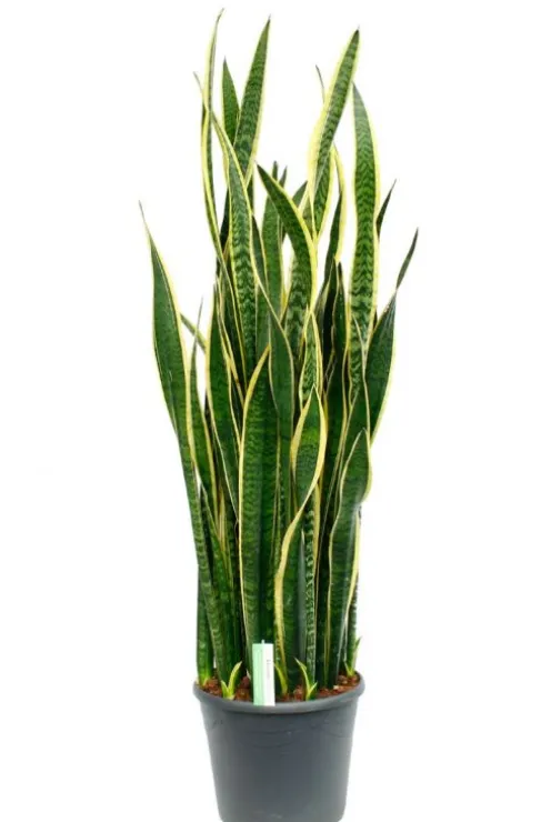 Sansevieria laurentii - Vrouwentong