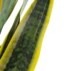 Sansevieria Laurentii - Vrouwentong