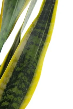 Sansevieria Laurentii - Vrouwentong