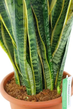 Sansevieria Laurentii - Vrouwentong