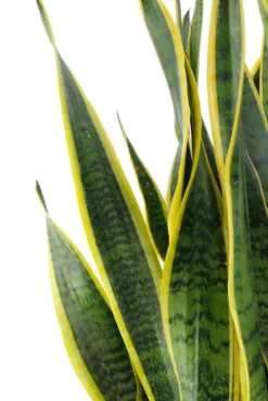 Sansevieria Laurentii - Vrouwentong