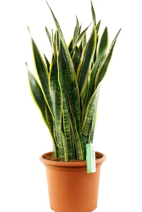 Sansevieria Laurentii - Vrouwentong