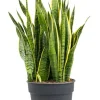 Sansevieria laurentii - Vrouwentong